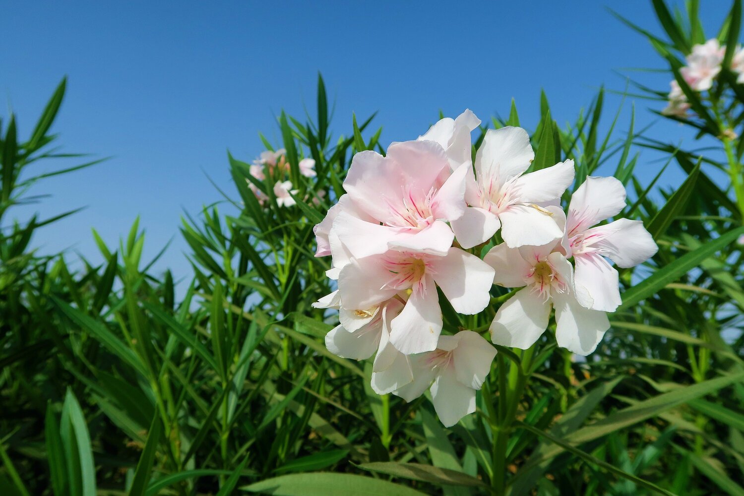 9-surprising-facts-about-oleander