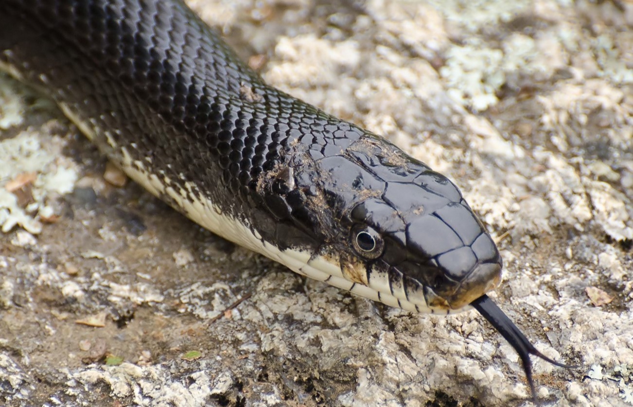 9-surprising-facts-about-rat-snake