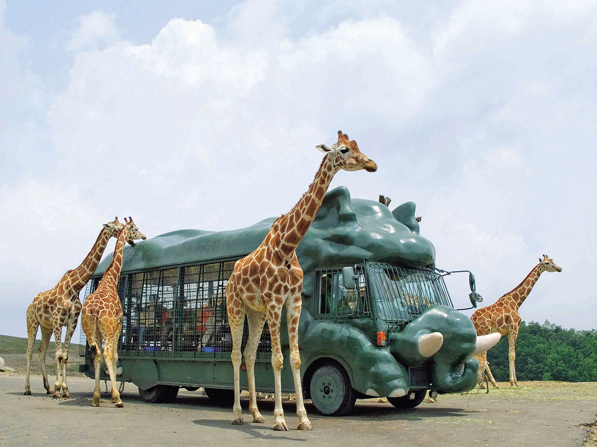 9-unbelievable-facts-about-kyushu-nature-animal-park-african-safari