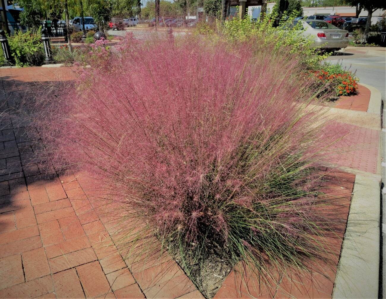 9-unbelievable-facts-about-pink-muhly-grass