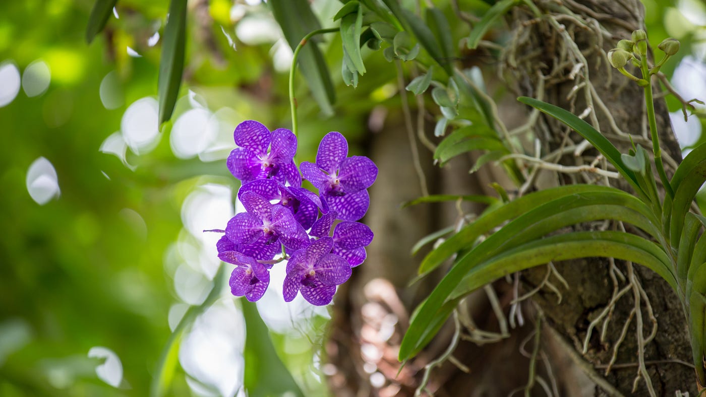 9-unbelievable-facts-about-vanda-orchid