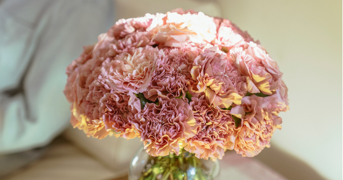 10-astonishing-facts-about-carnation