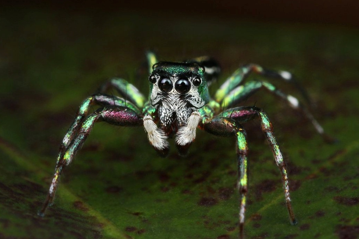 10-astonishing-facts-about-metallic-green-jumping-spider