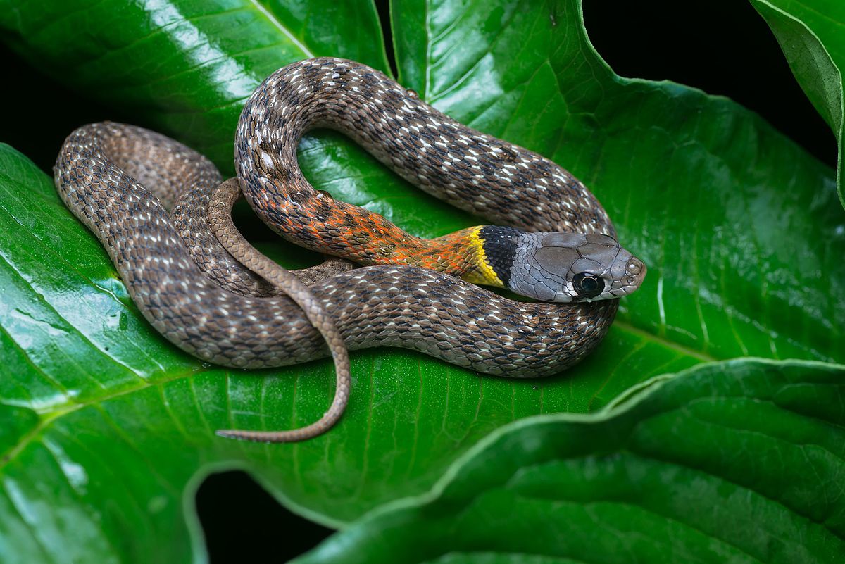 10-astonishing-facts-about-red-necked-keelback