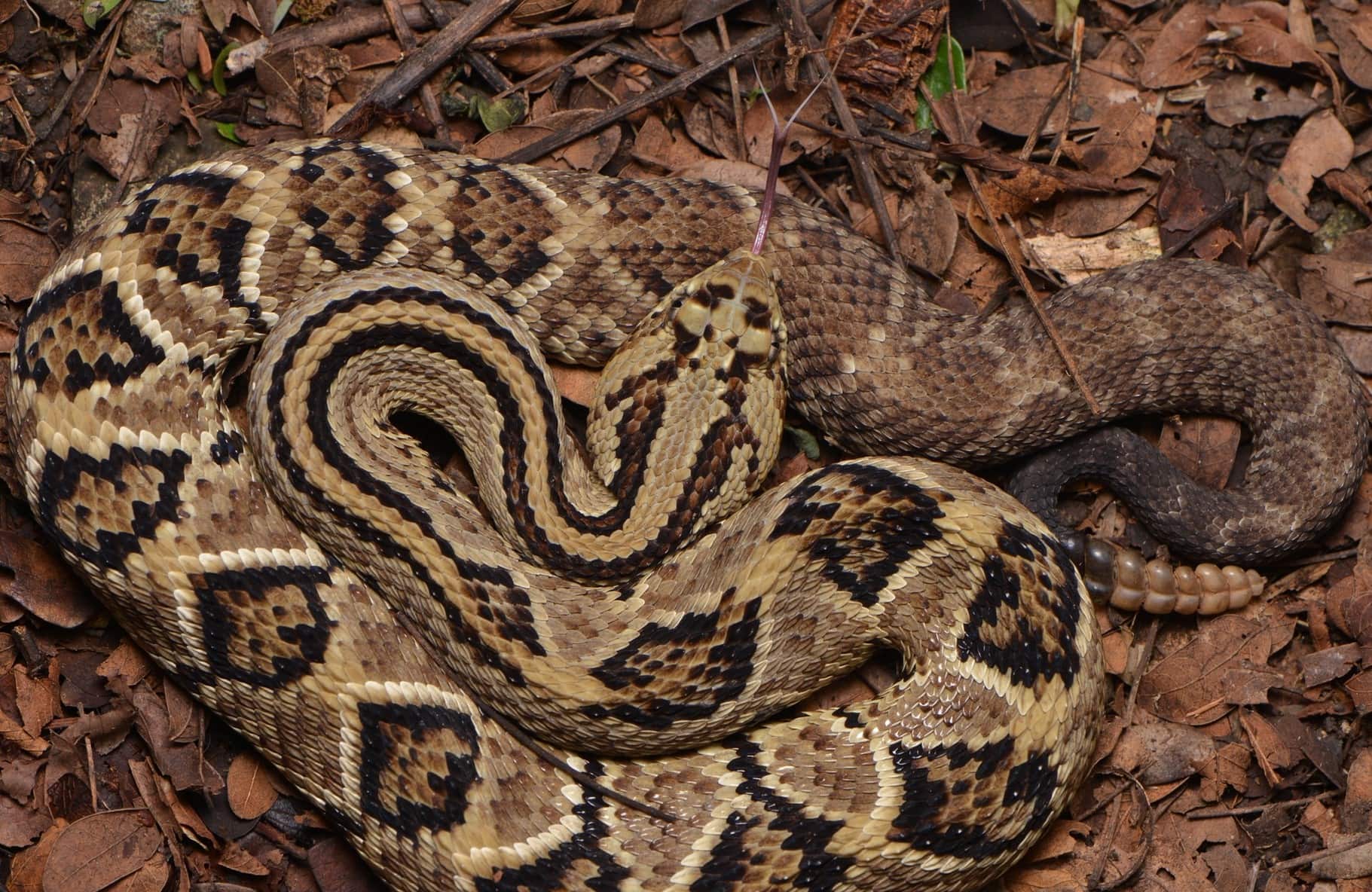 10-astounding-facts-about-central-american-rattlesnake