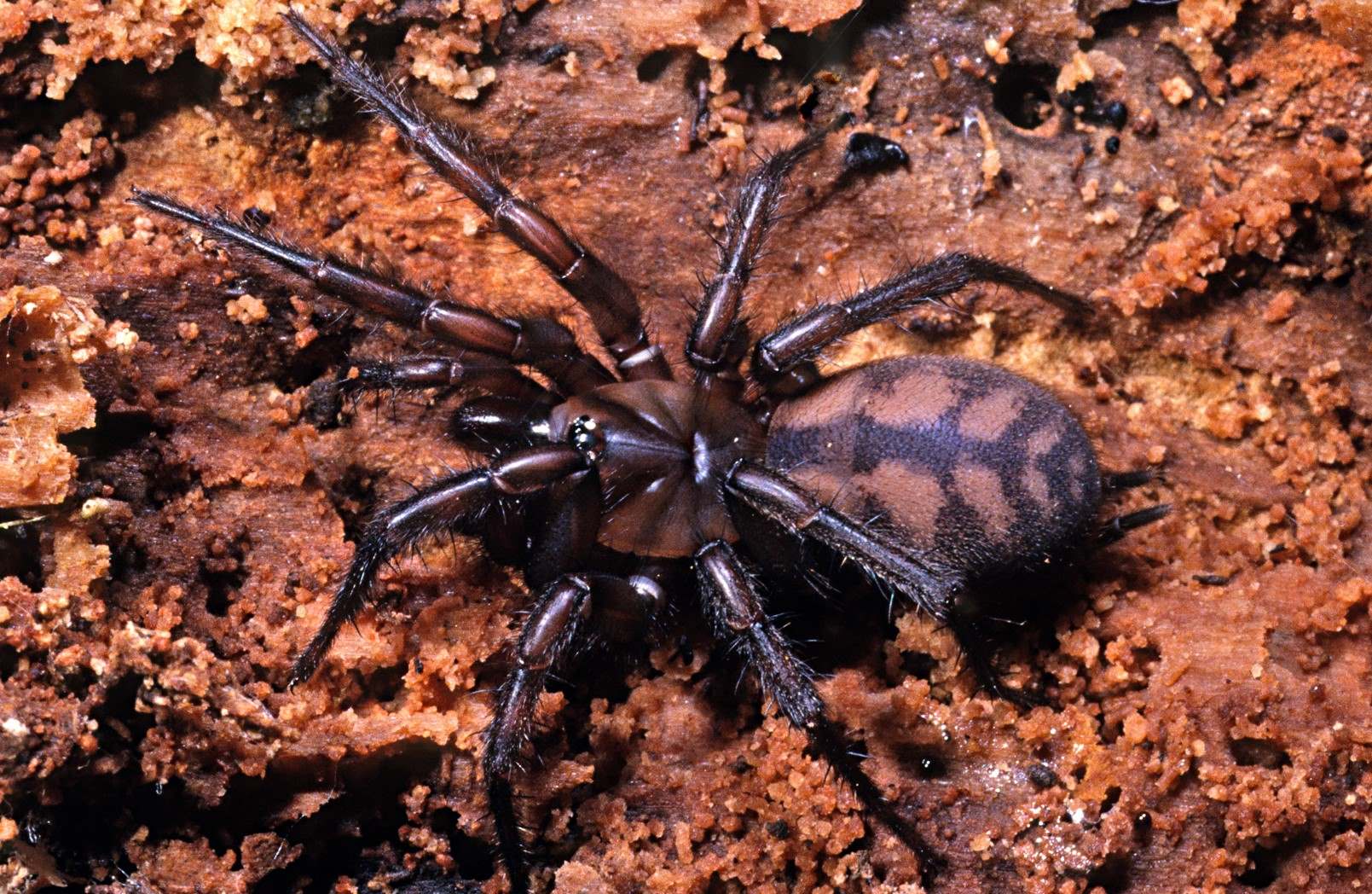 10-captivating-facts-about-banded-tunnelweb
