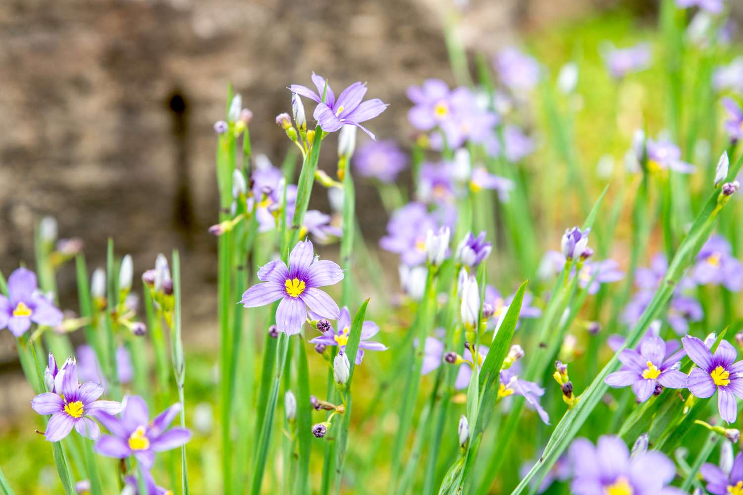 10-captivating-facts-about-blue-eyed-grass