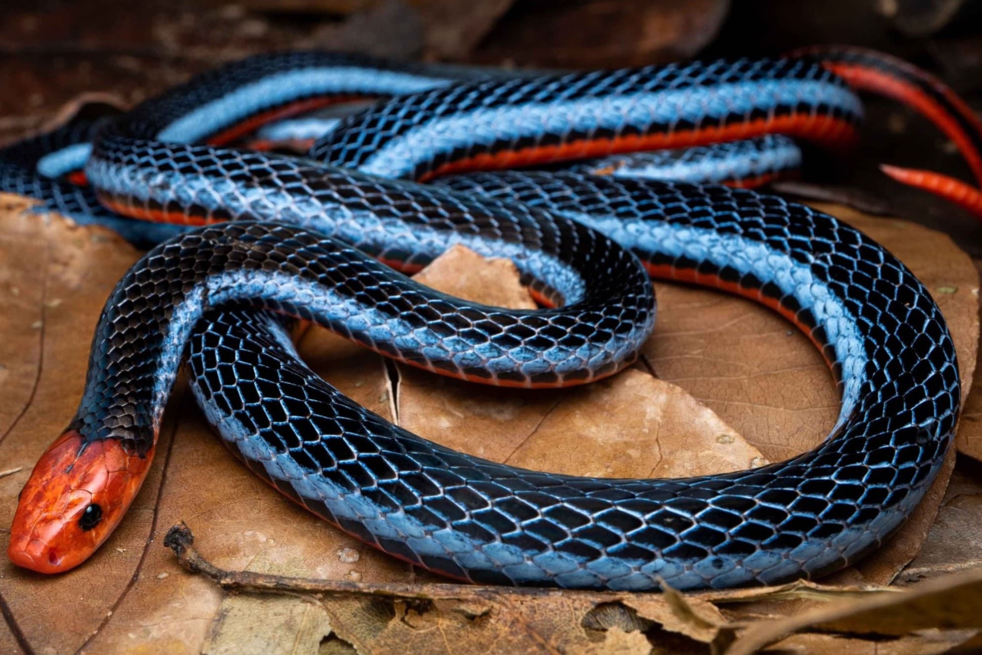 10-enigmatic-facts-about-blue-malayan-coral-snake