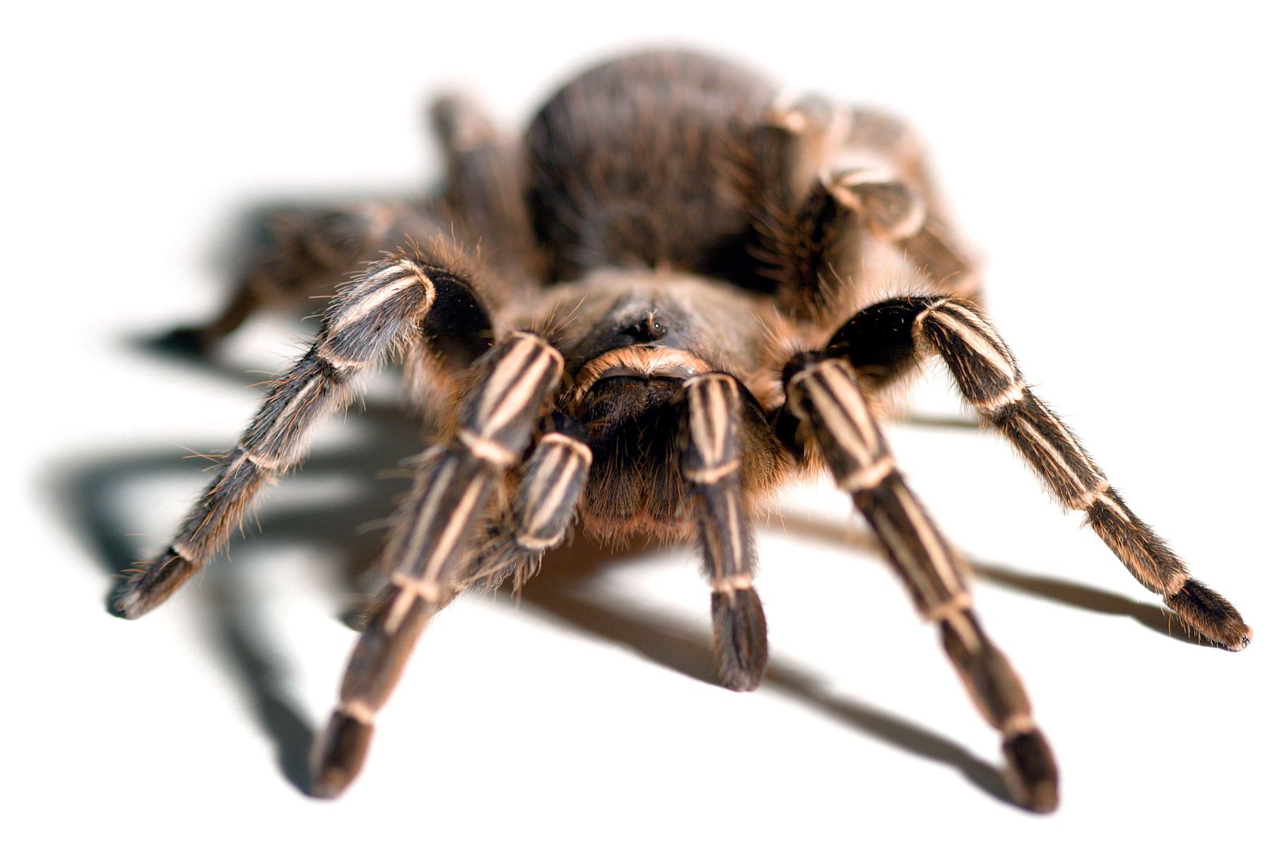 10-enigmatic-facts-about-stripe-knee-tarantula