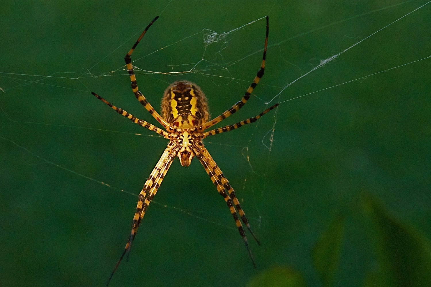 10-extraordinary-facts-about-banded-garden-spider