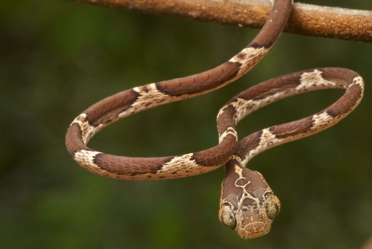 10-extraordinary-facts-about-blunthead-tree-snake