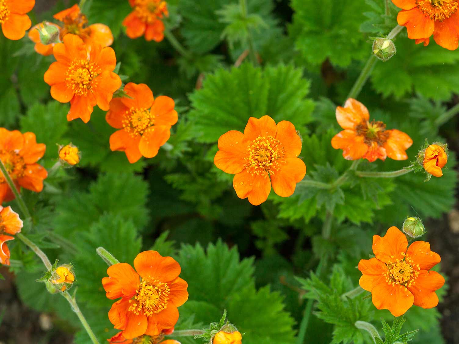 10-extraordinary-facts-about-geum