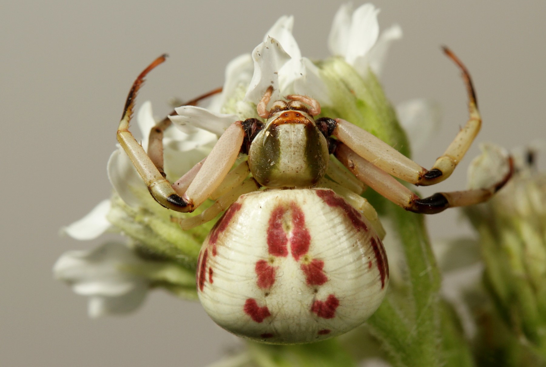 10-extraordinary-facts-about-whitebanded-crab-spider
