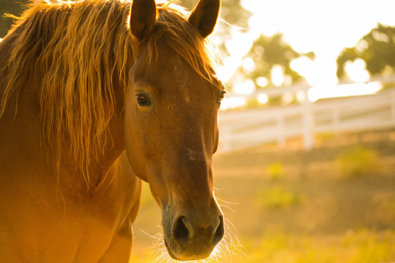 10-fascinating-facts-about-help-a-horse-day