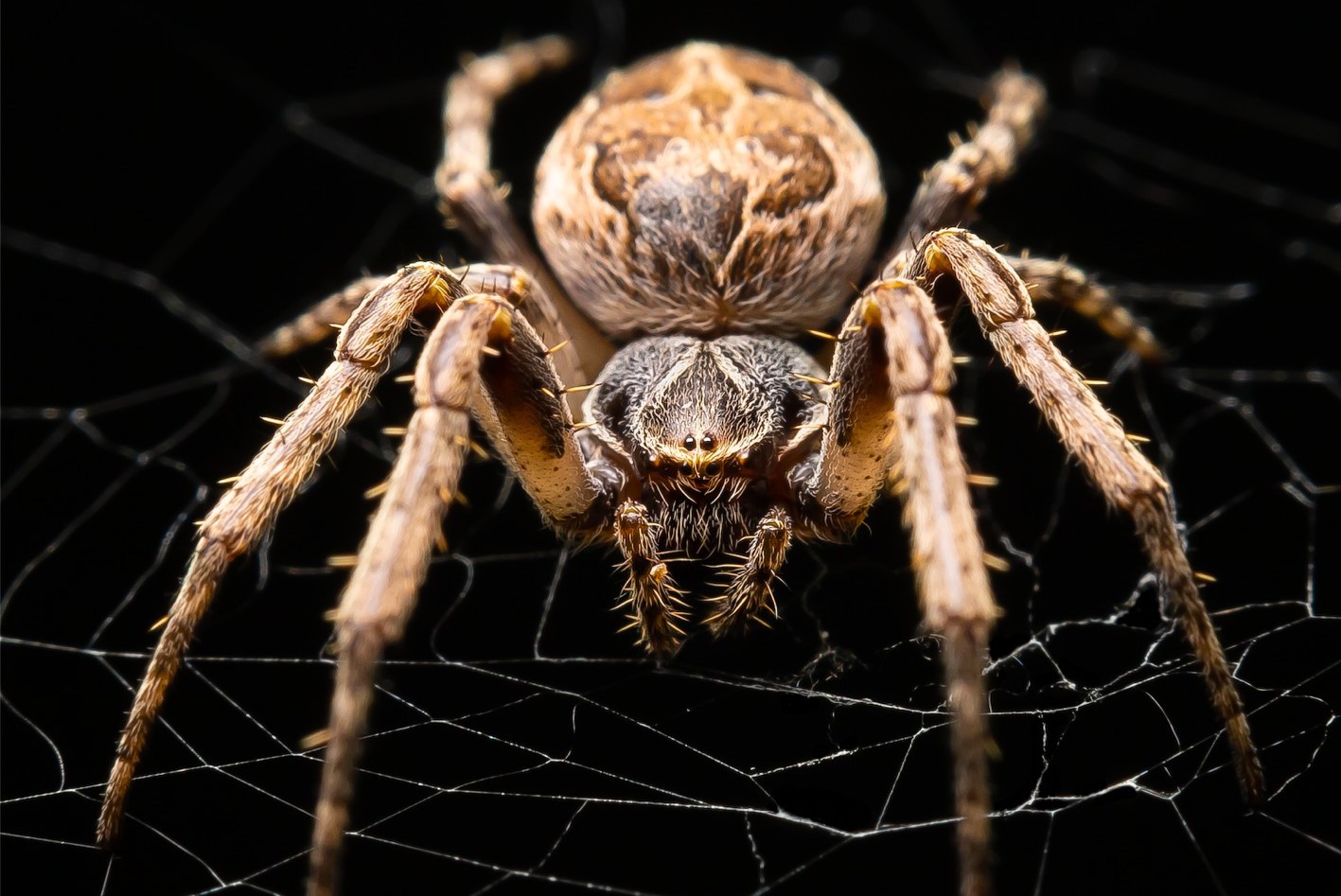 10-intriguing-facts-about-common-orb-weaving-spider