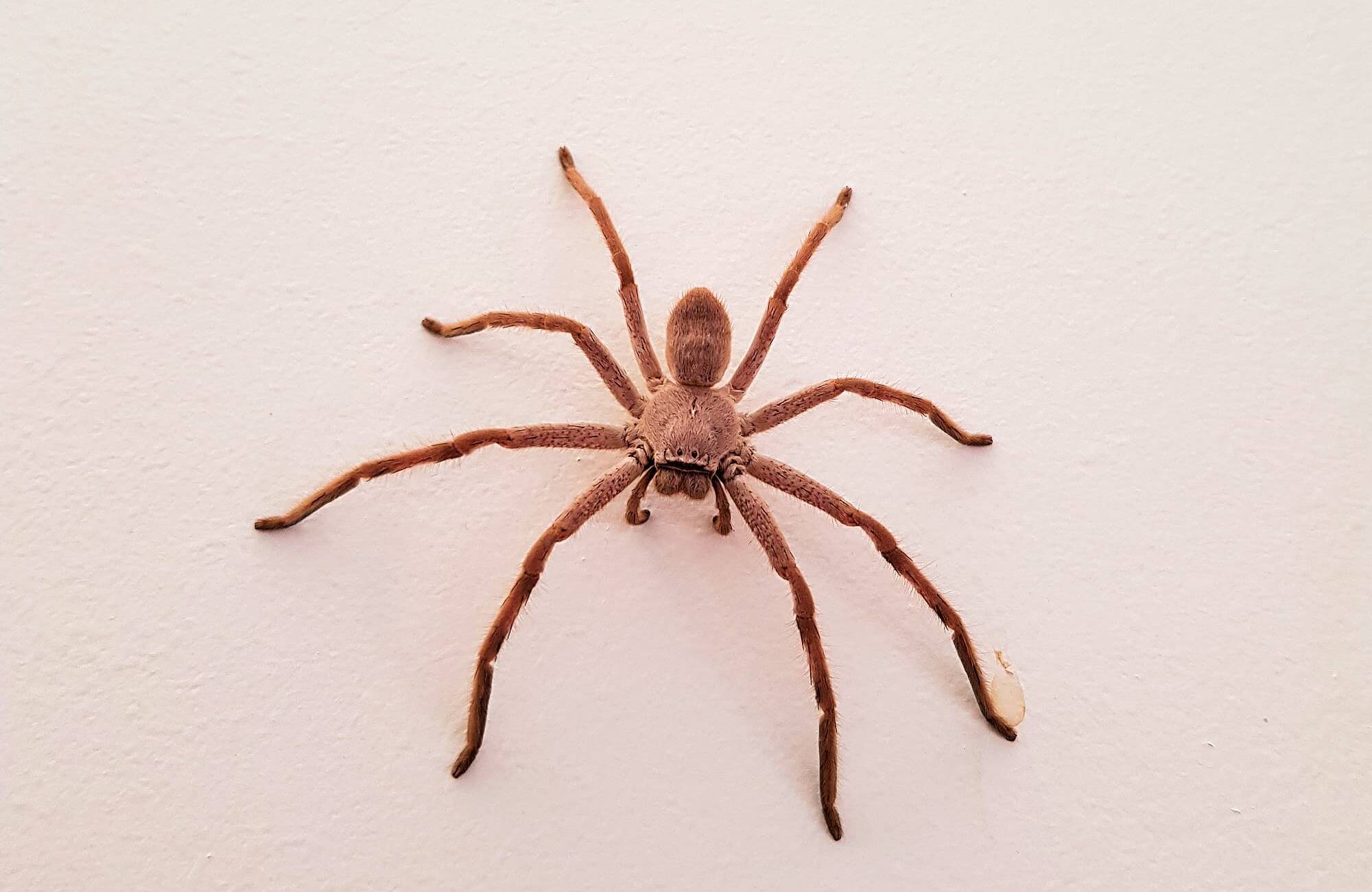 30 Facts About Spider Facts