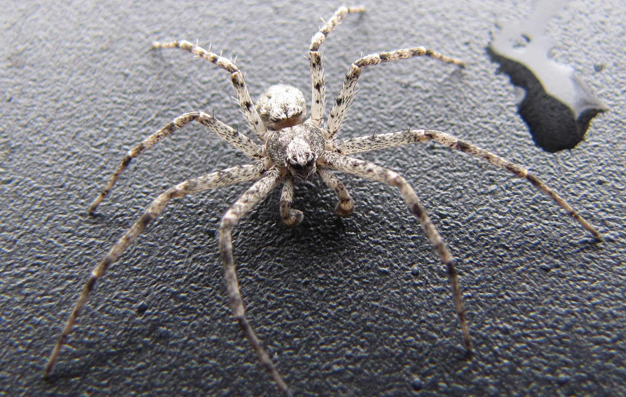10-intriguing-facts-about-running-crab-spider