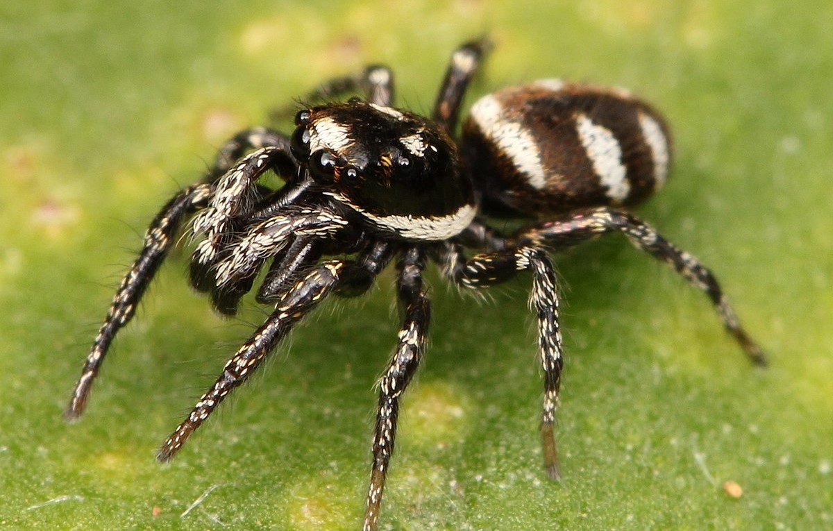 10-intriguing-facts-about-zebra-spider