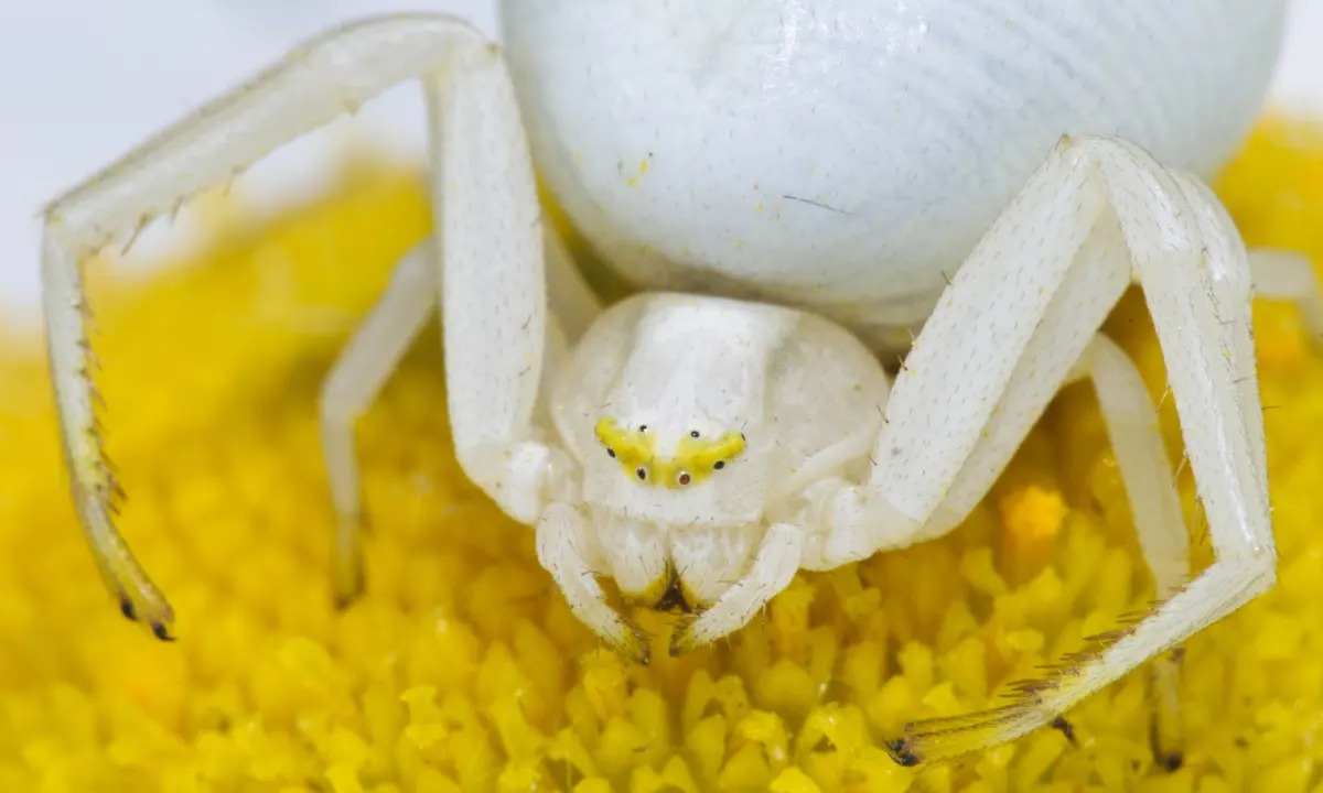 10-mind-blowing-facts-about-crab-spider