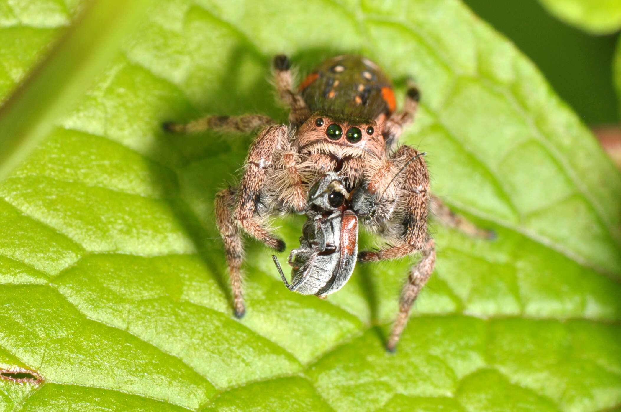 10-mind-blowing-facts-about-golden-jumping-spider