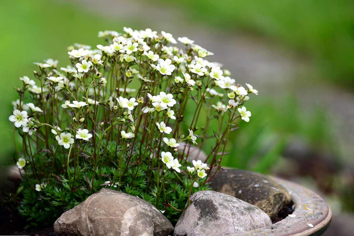 10-mind-blowing-facts-about-saxifrage