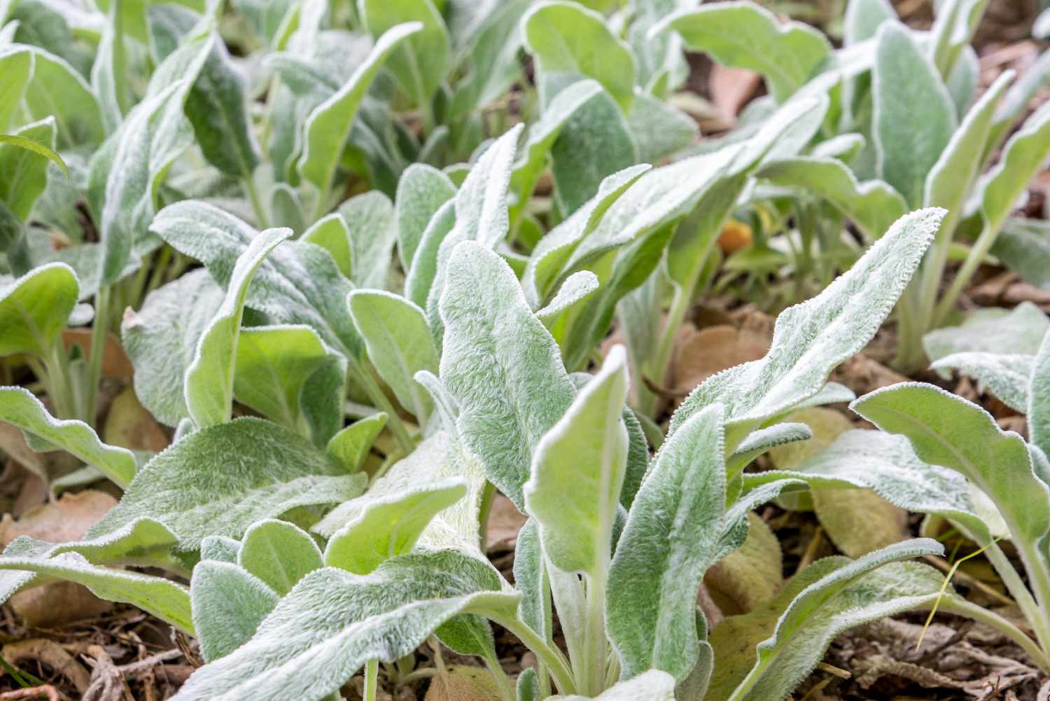 10-surprising-facts-about-lambs-ear