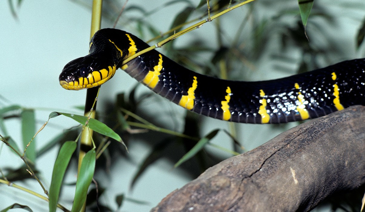 10-surprising-facts-about-mangrove-snake