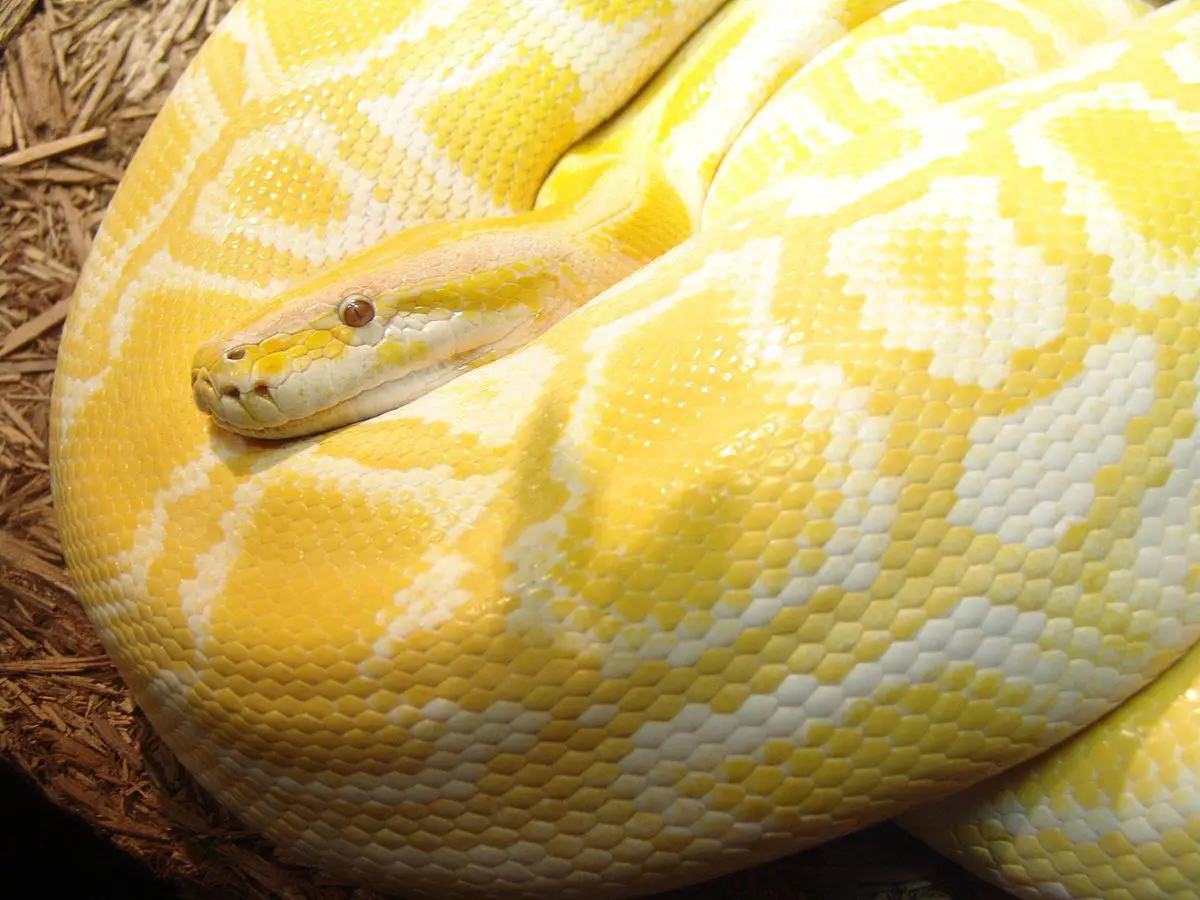 10-surprising-facts-about-python
