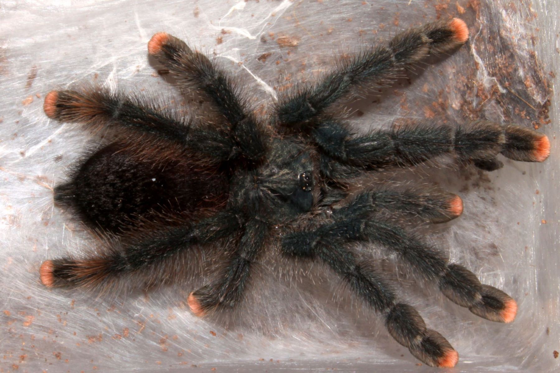 11-astonishing-facts-about-martinique-pinktoe-tarantula