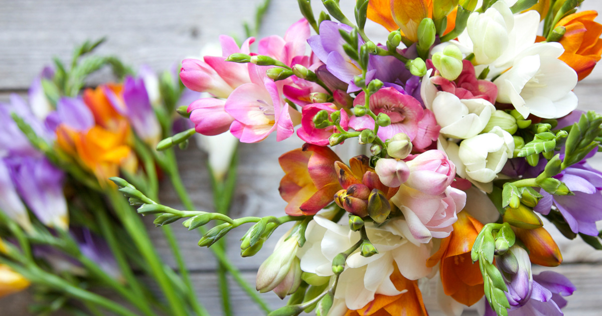 11-astounding-facts-about-freesia