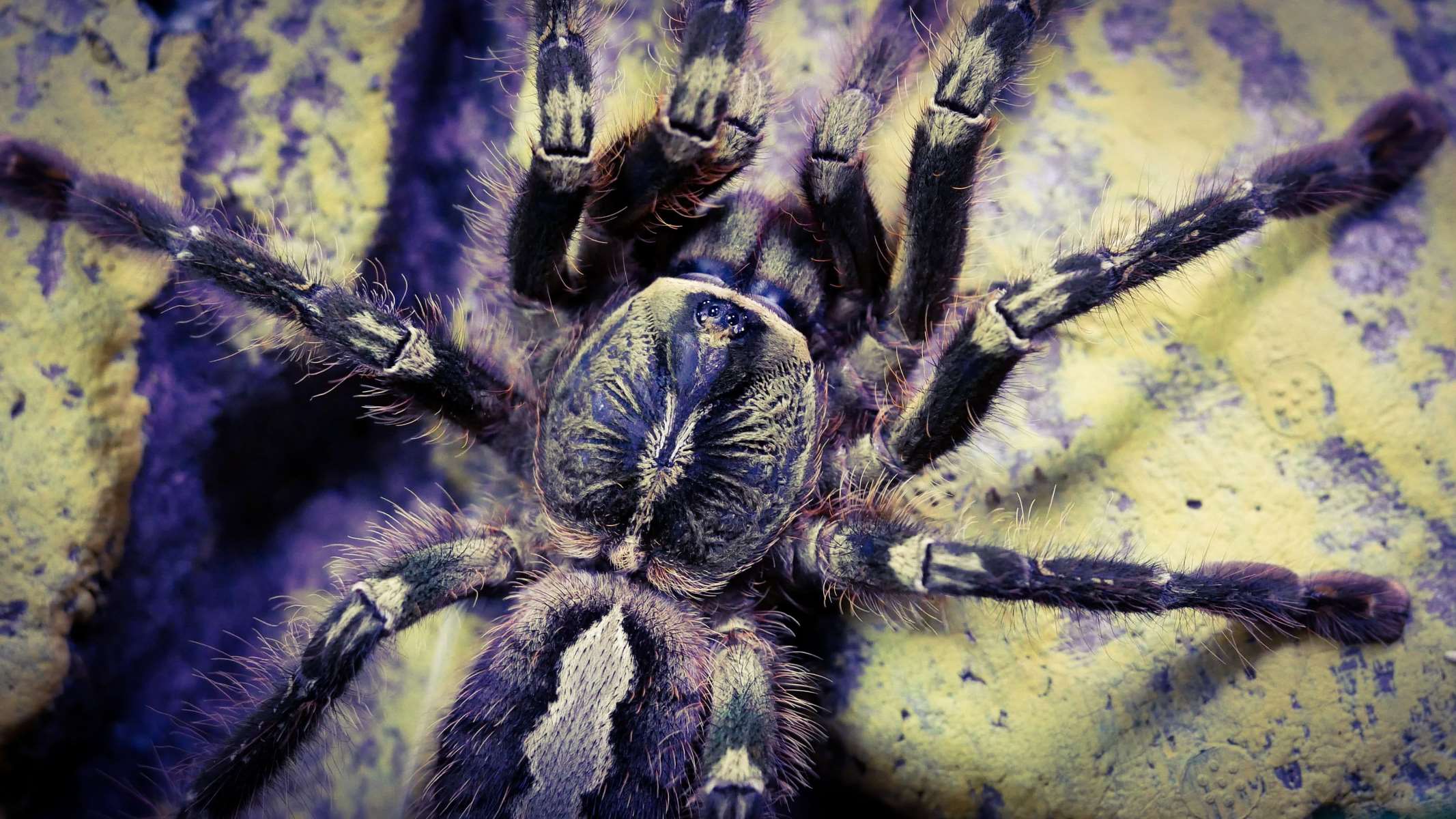 11-astounding-facts-about-fringed-ornamental-tarantula