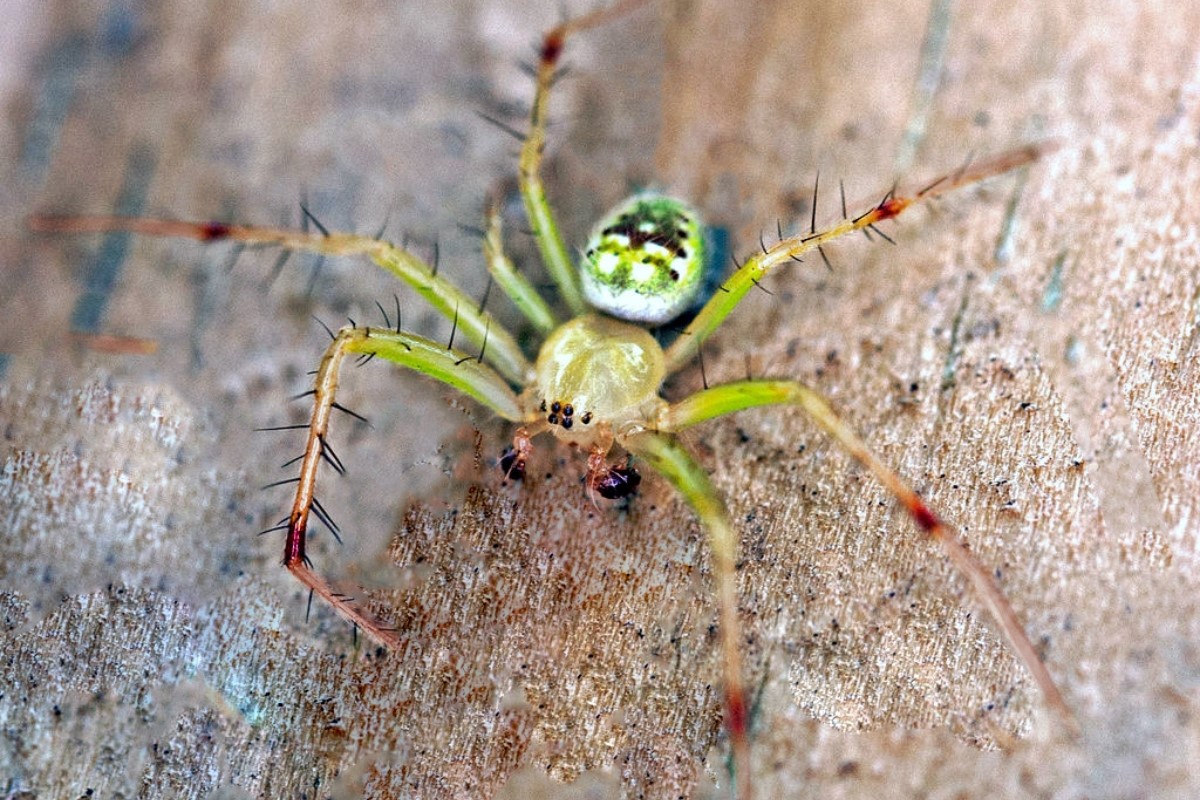 11-astounding-facts-about-green-orbweaver