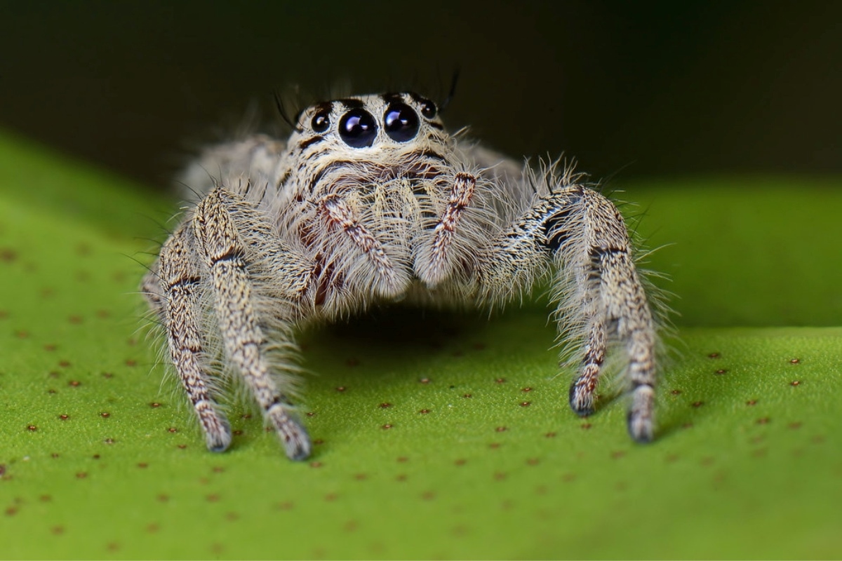 11-captivating-facts-about-heavy-jumping-spider