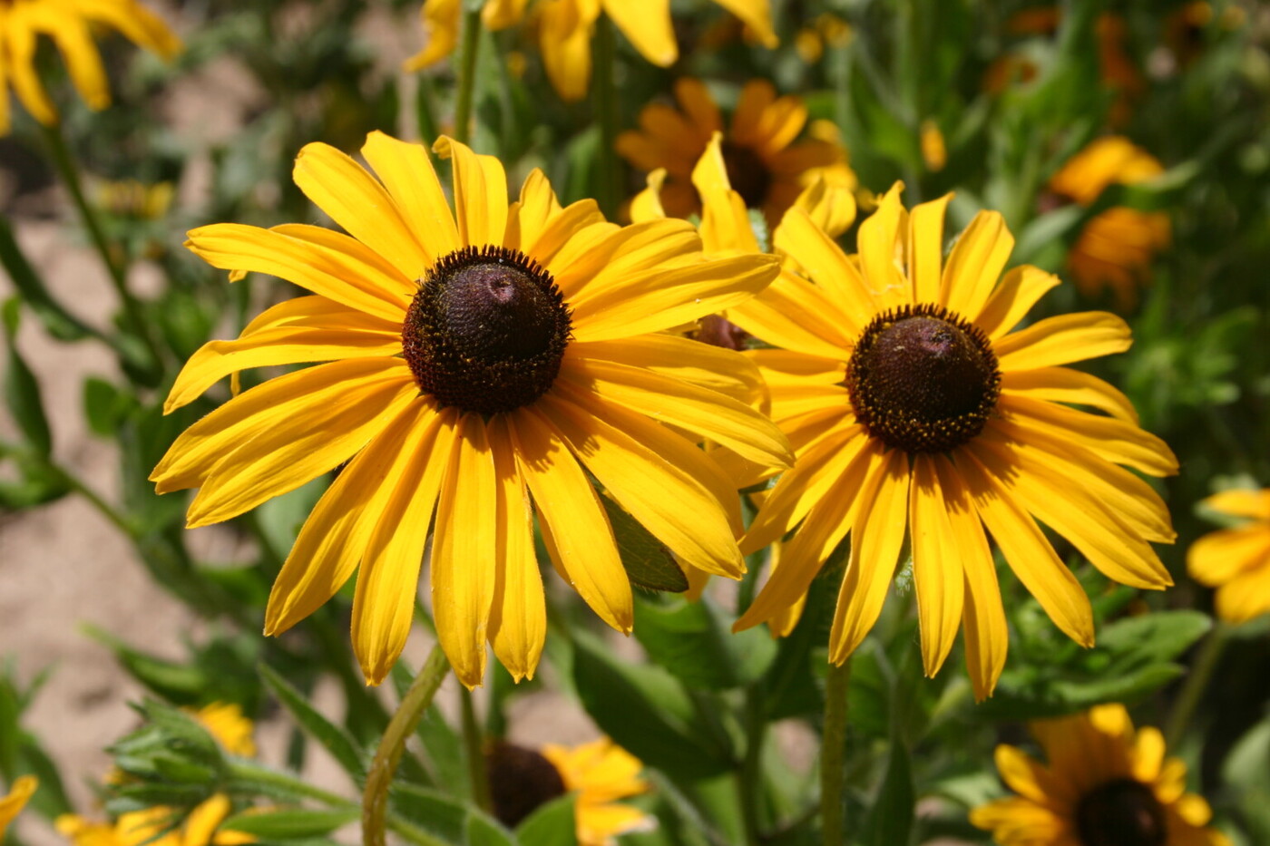 11-enigmatic-facts-about-black-eyed-susan