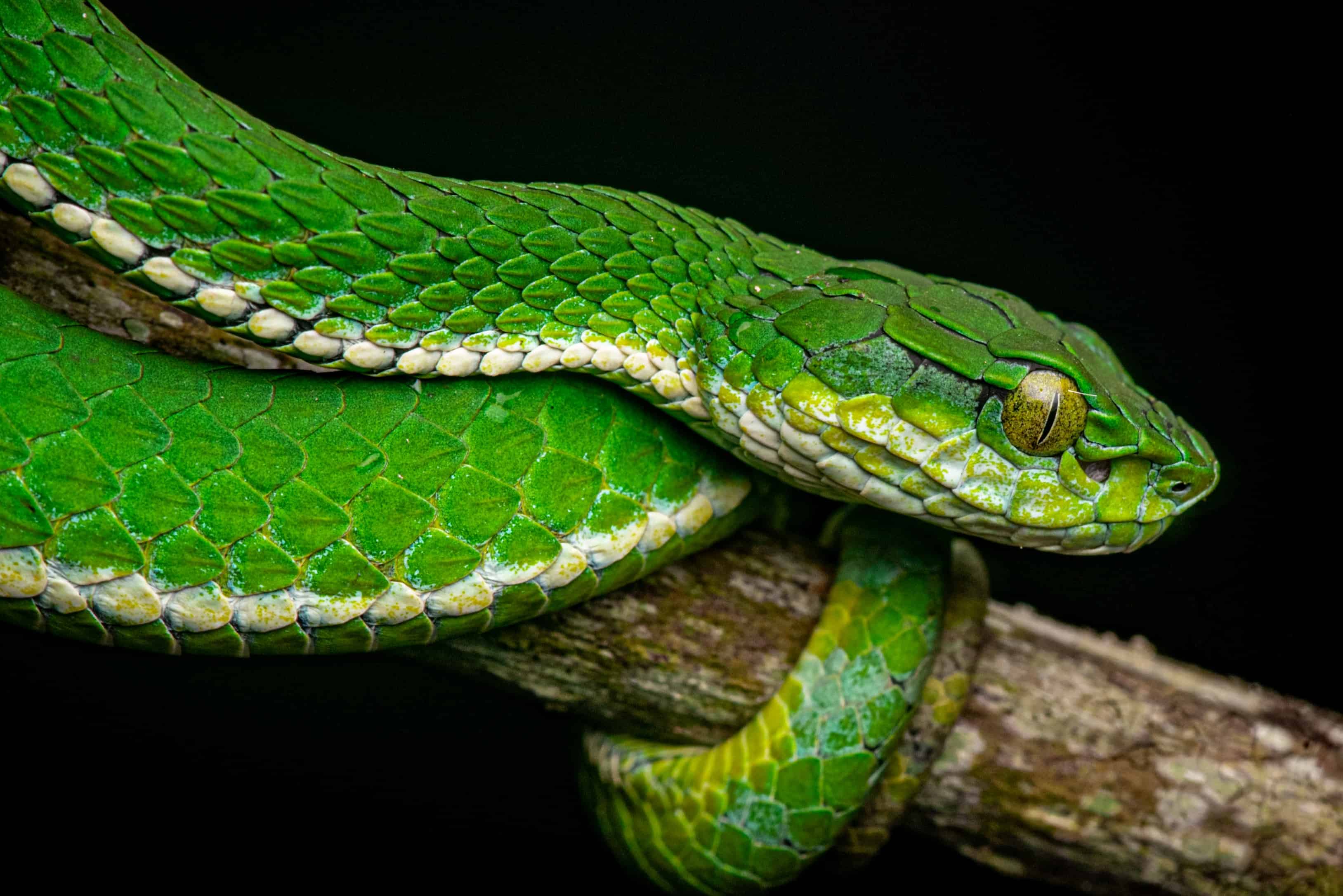 11-enigmatic-facts-about-large-scaled-pit-viper