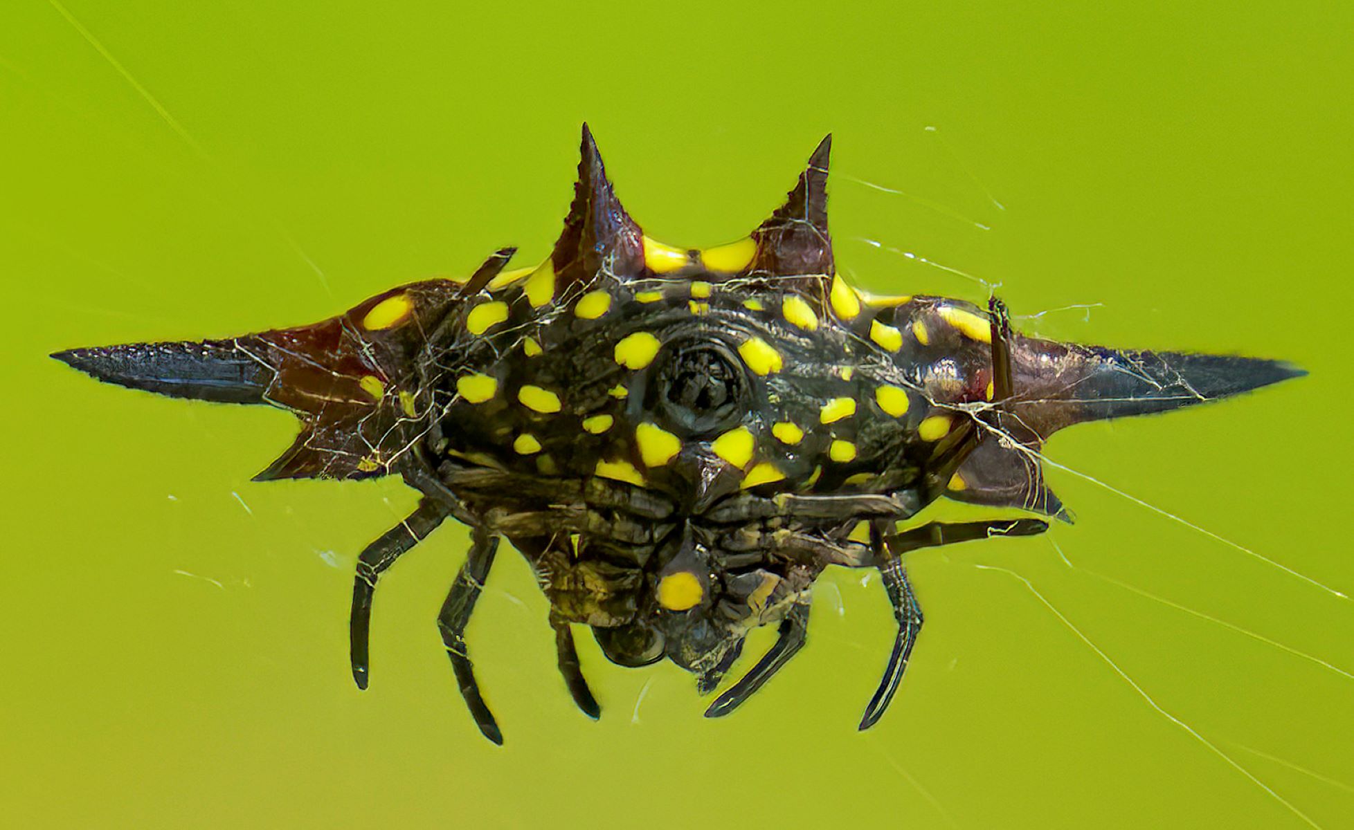 11-enigmatic-facts-about-northern-jeweled-spider