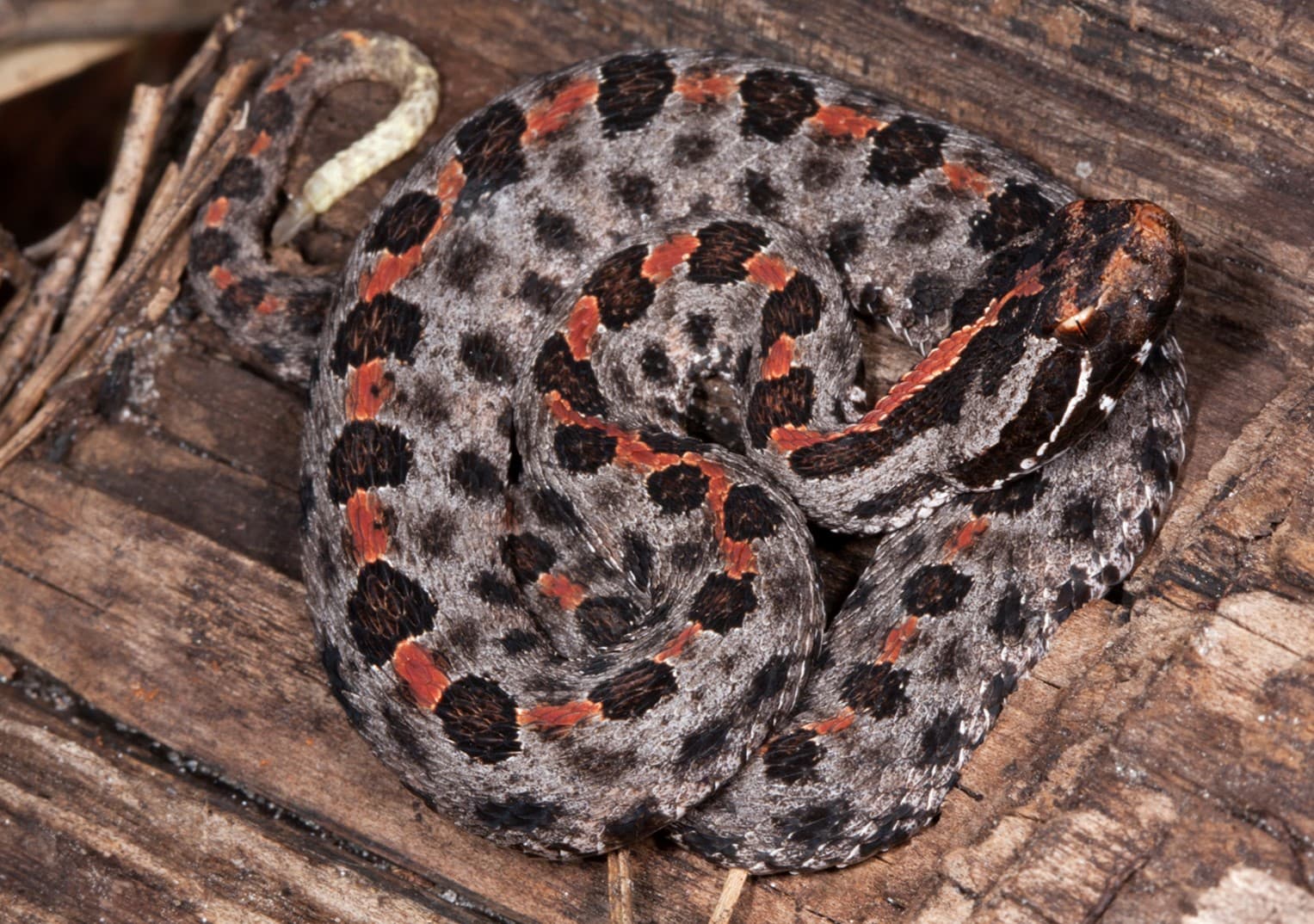 11-enigmatic-facts-about-pygmy-rattlesnake