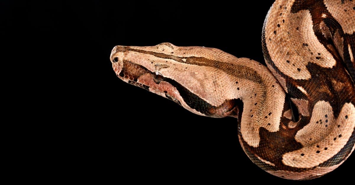 11-enigmatic-facts-about-red-tailed-boa