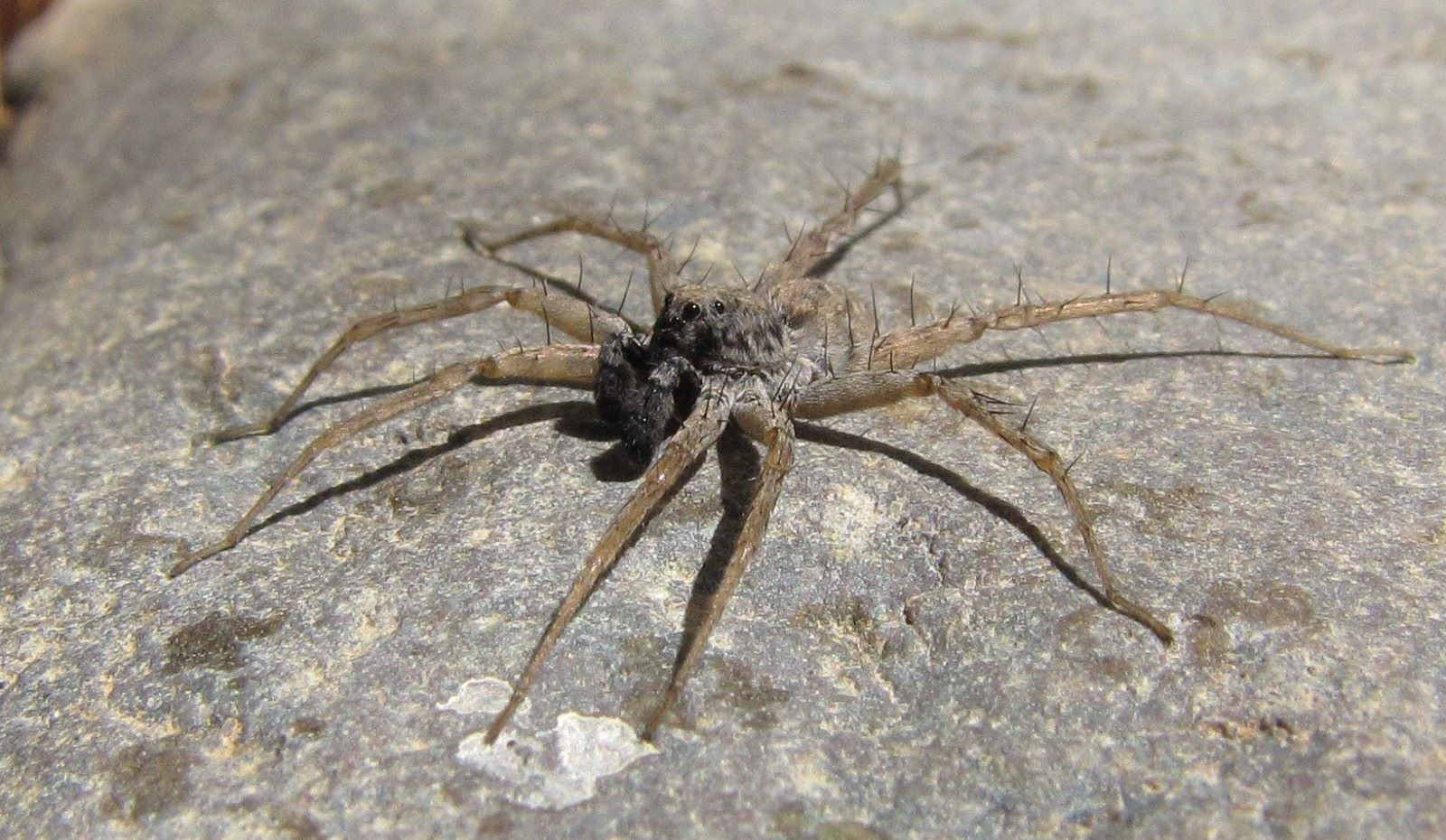 11-enigmatic-facts-about-thin-legged-wolf-spider