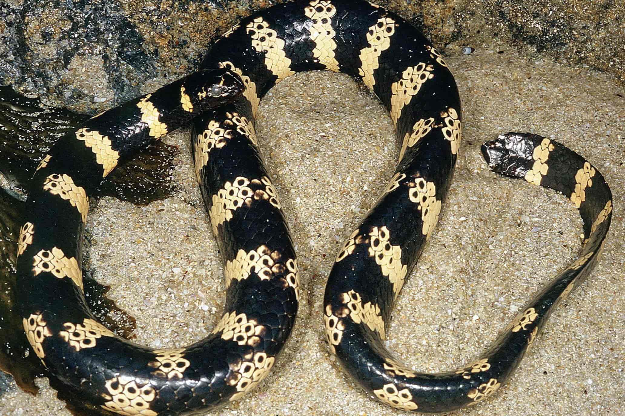 11-enigmatic-facts-about-turtle-headed-sea-snake