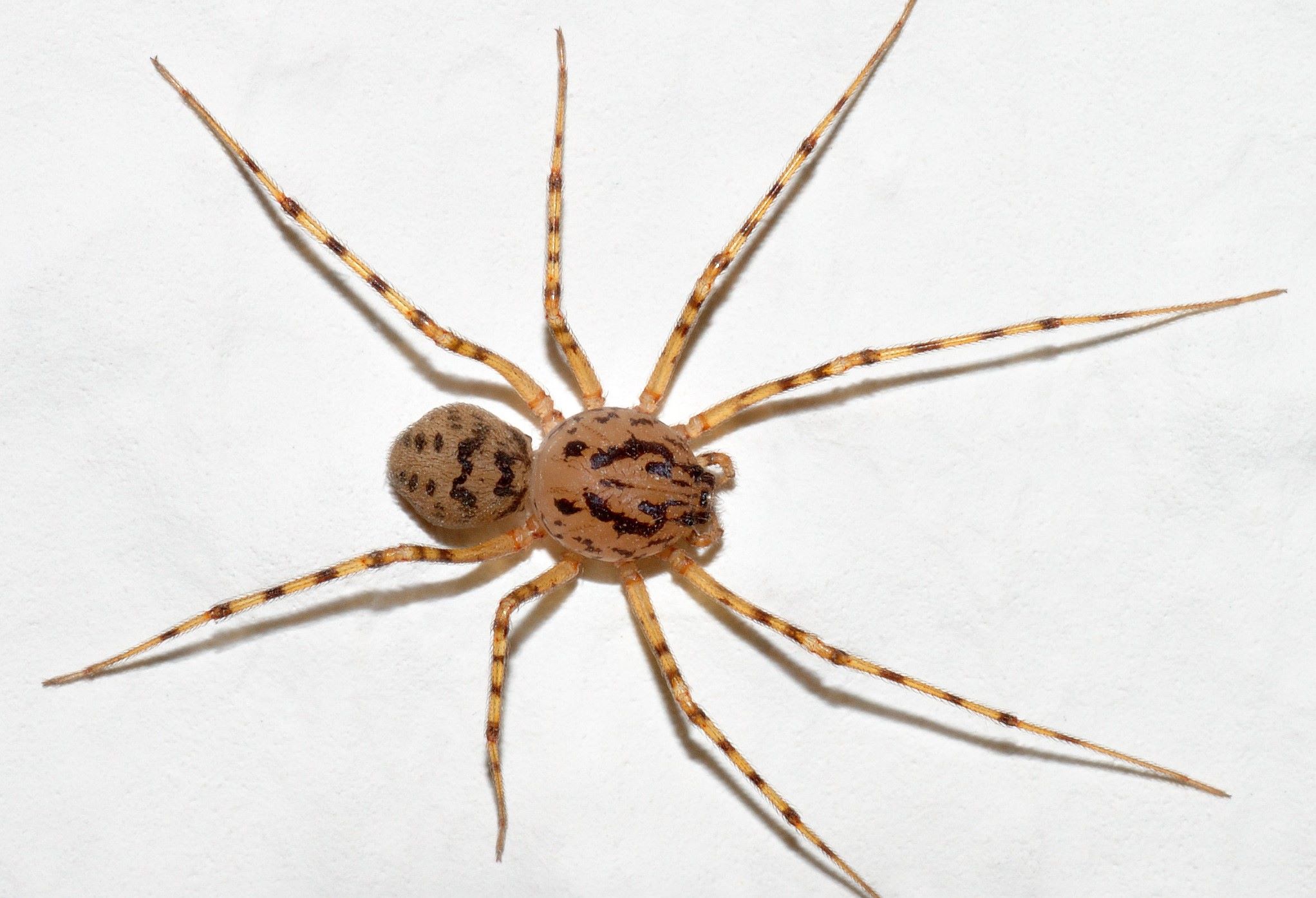 11-extraordinary-facts-about-common-spitting-spider