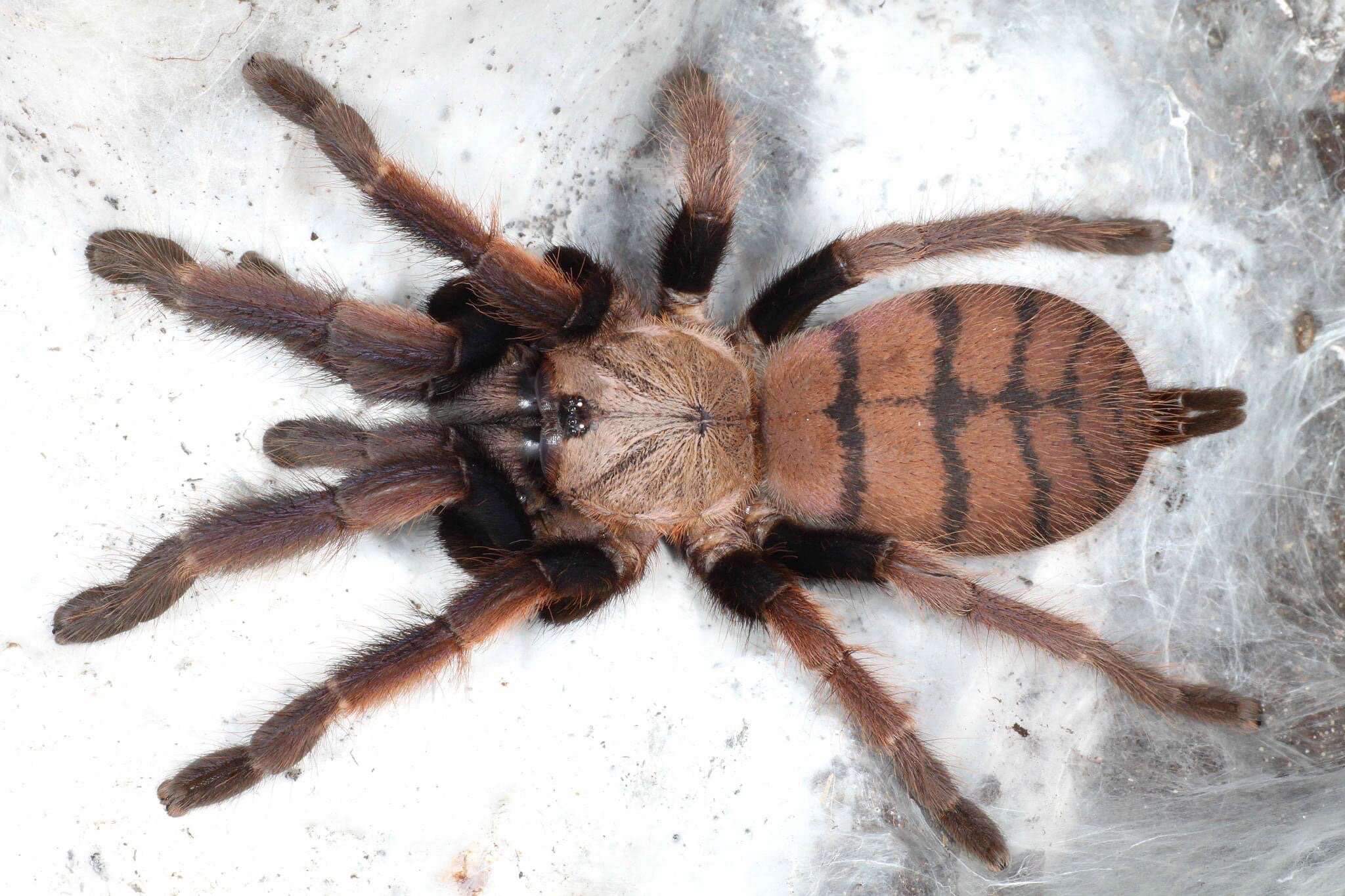 11-extraordinary-facts-about-indian-violet-tarantula
