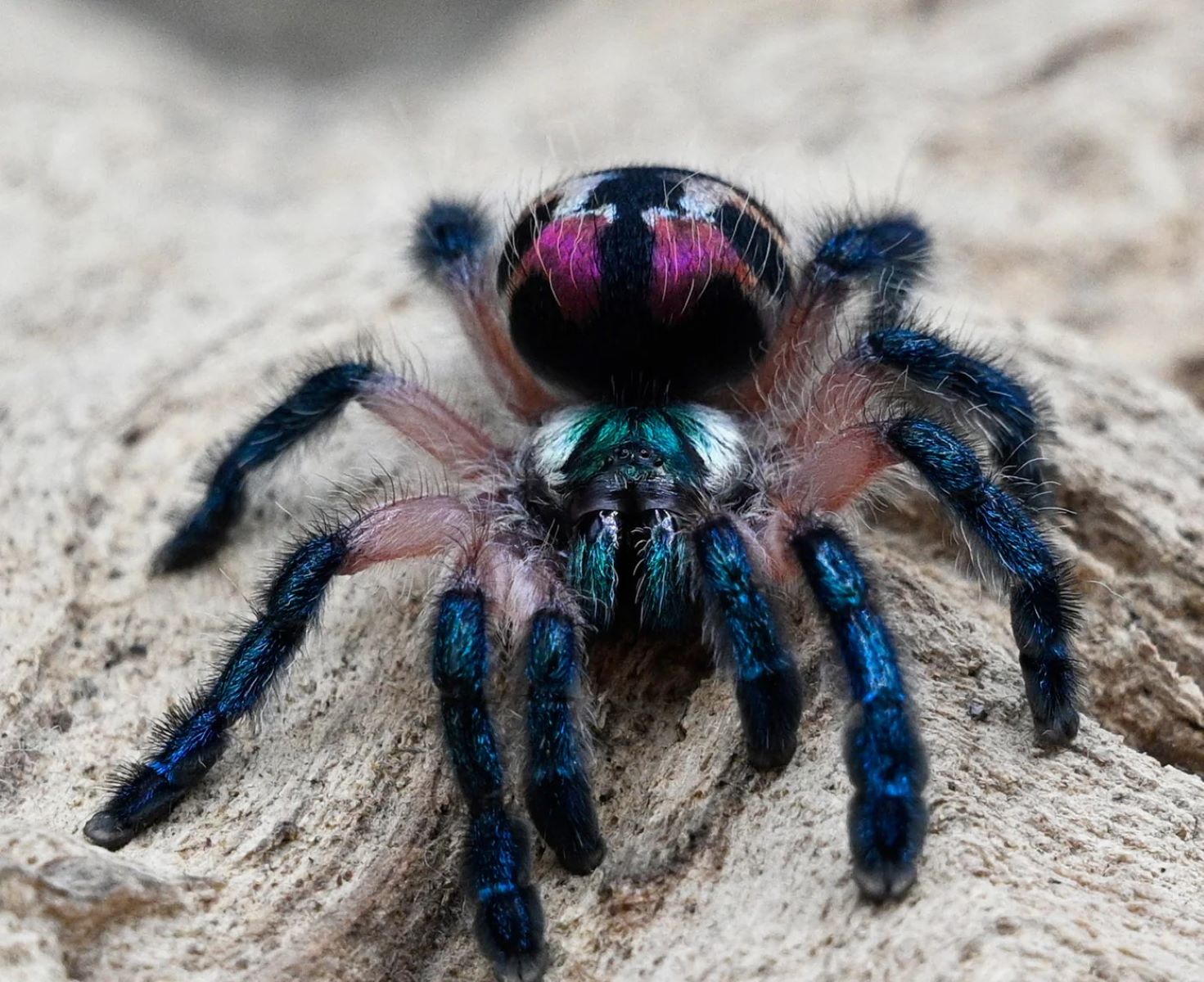 11-extraordinary-facts-about-jeweled-tarantula