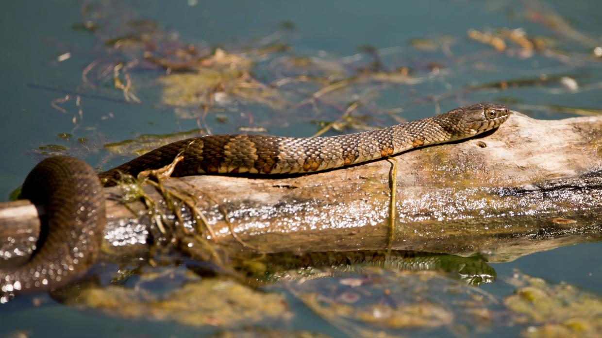 11-extraordinary-facts-about-northern-water-snake