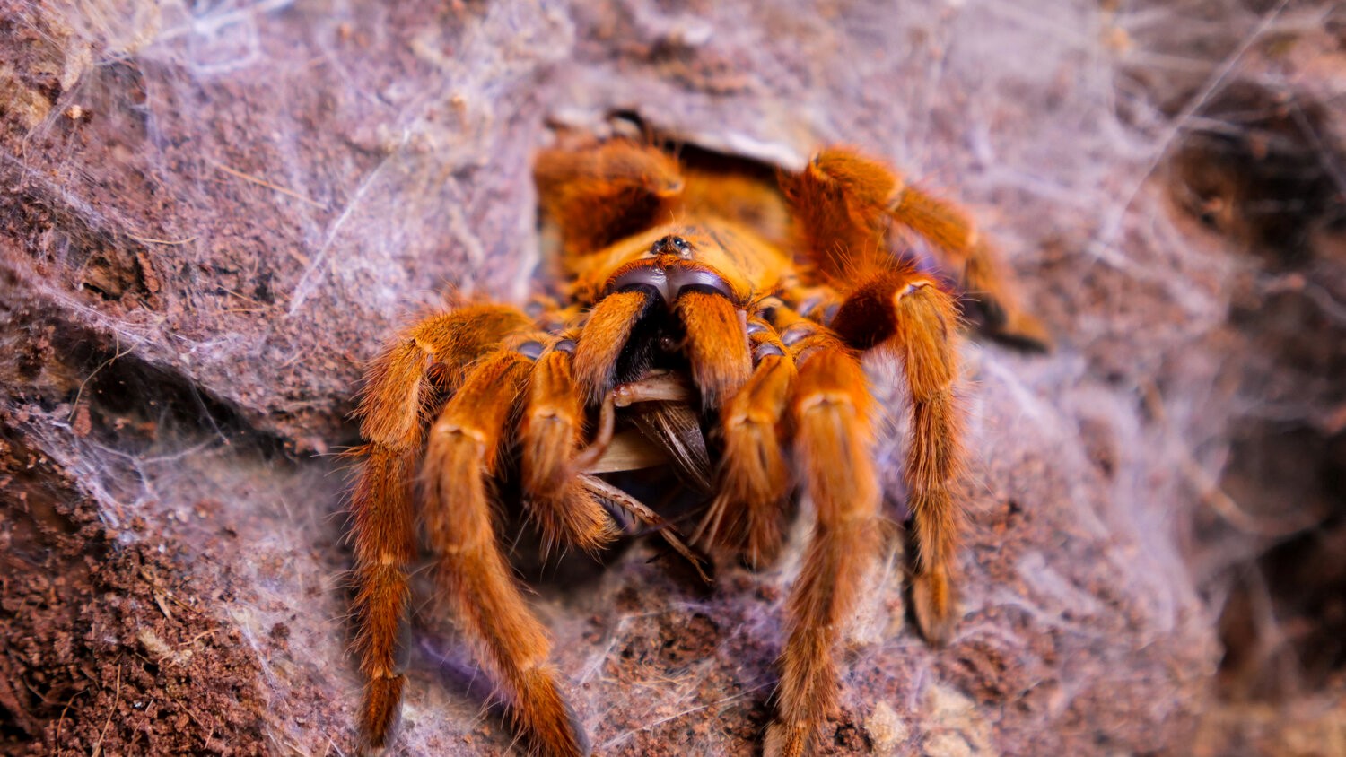 11-extraordinary-facts-about-orange-baboon-tarantula