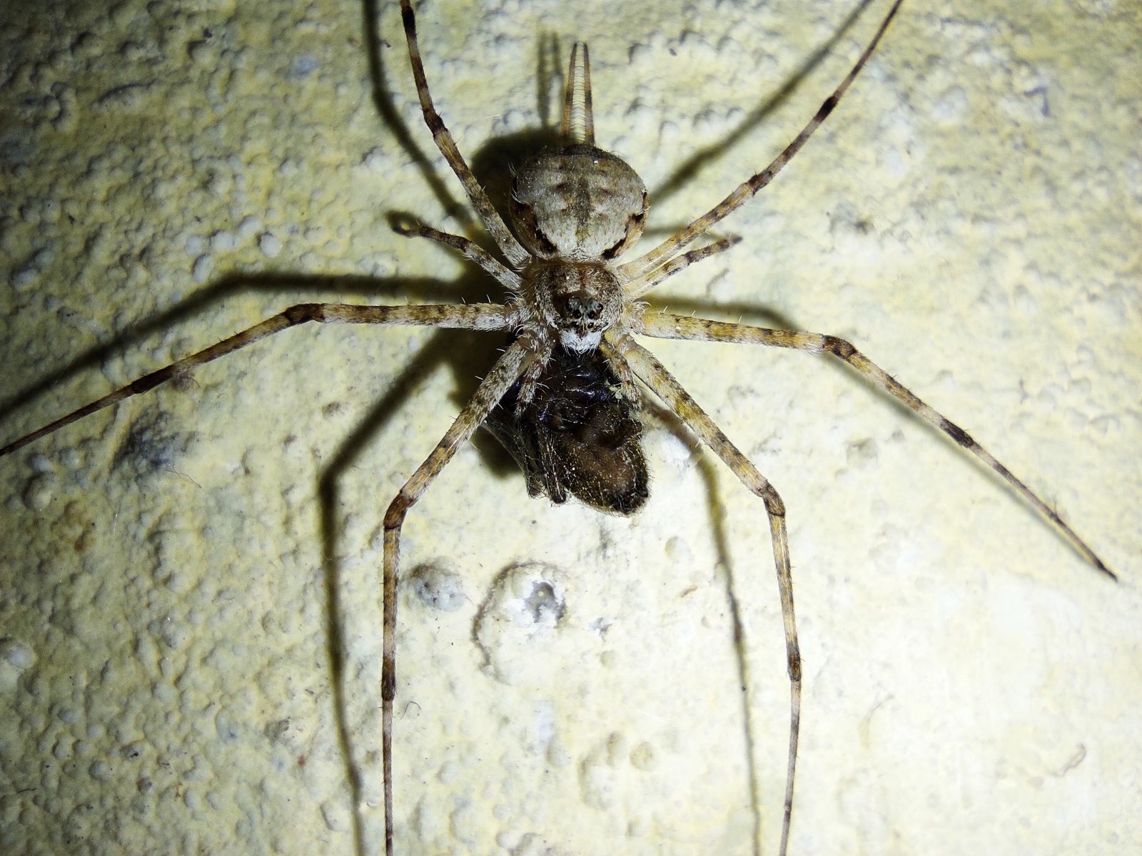 11 Extraordinary Facts About Two-tailed Spider - Facts.net