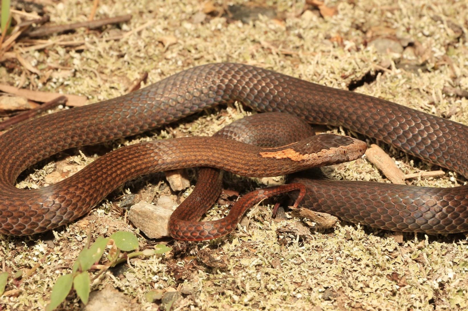 11-fascinating-facts-about-golden-crowned-snake