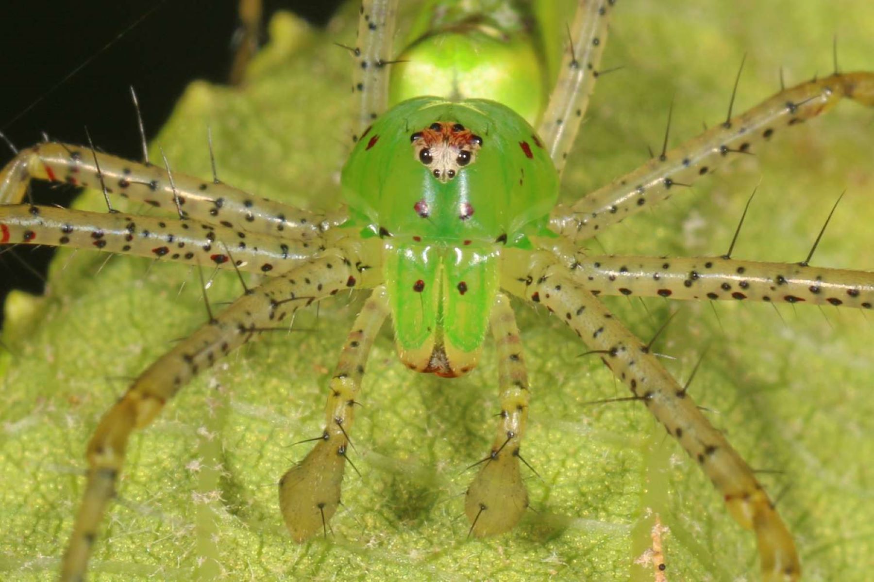 11-fascinating-facts-about-green-lynx-spider