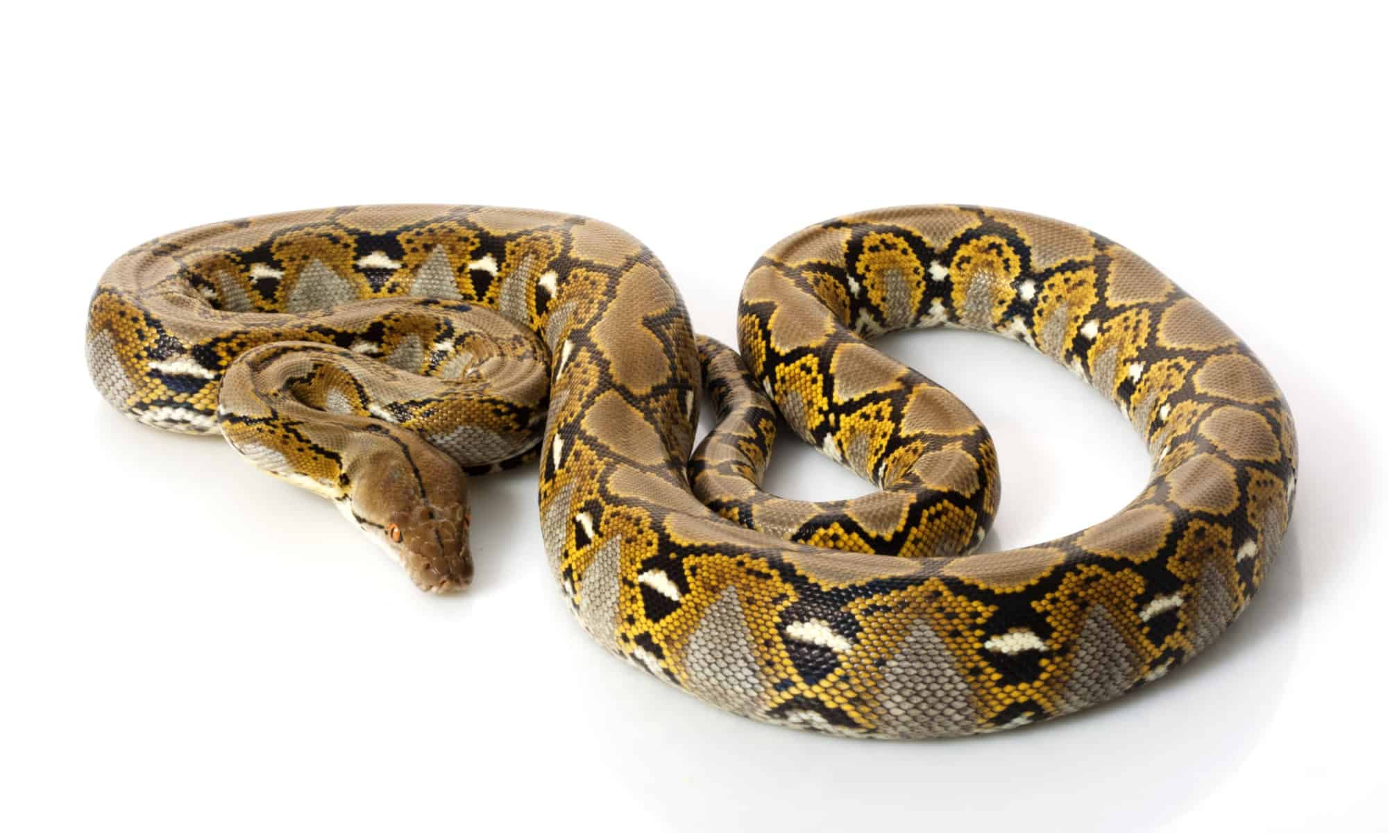 11-fascinating-facts-about-reticulated-python