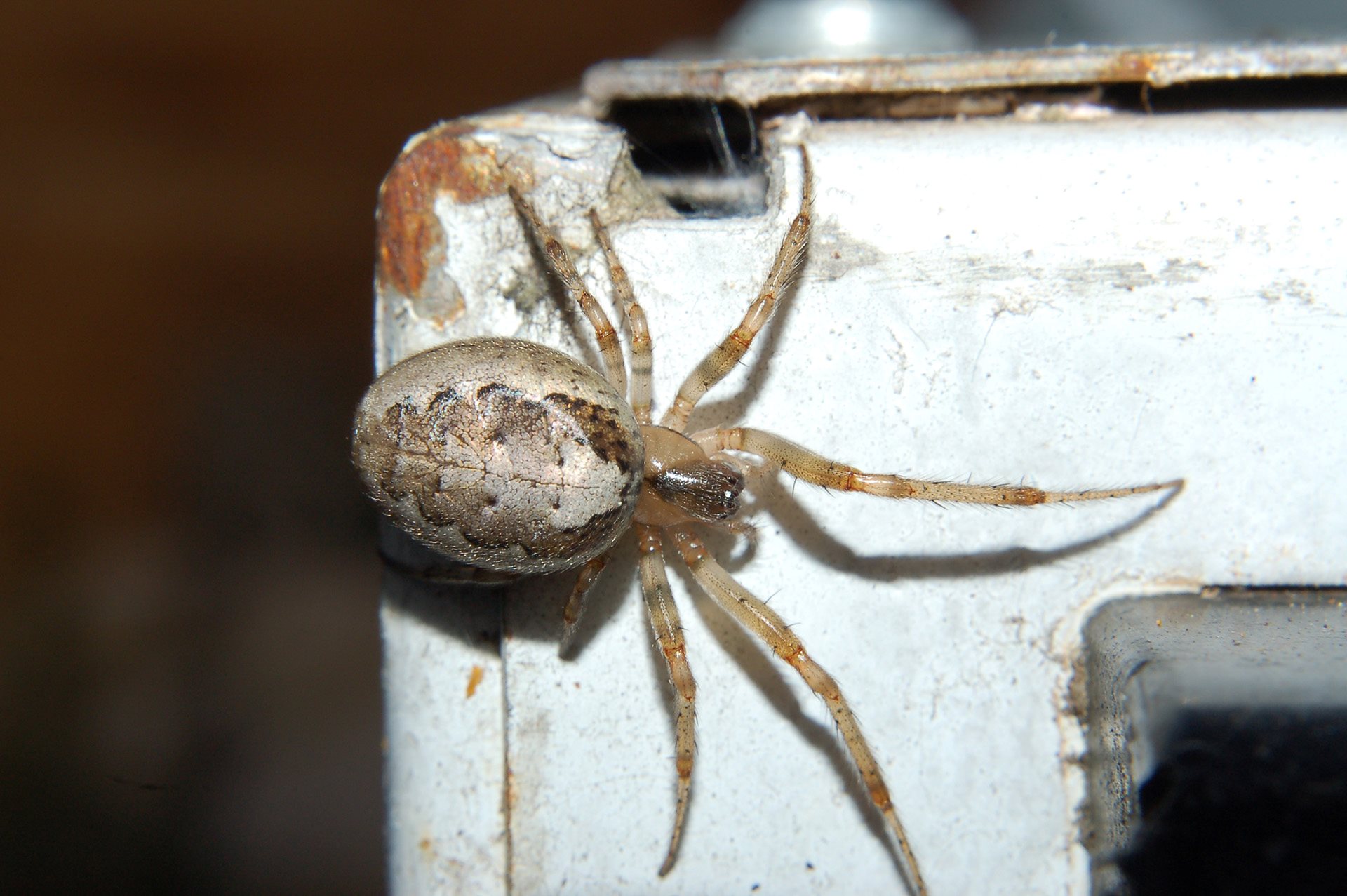 11-fascinating-facts-about-silver-sided-sector-spider